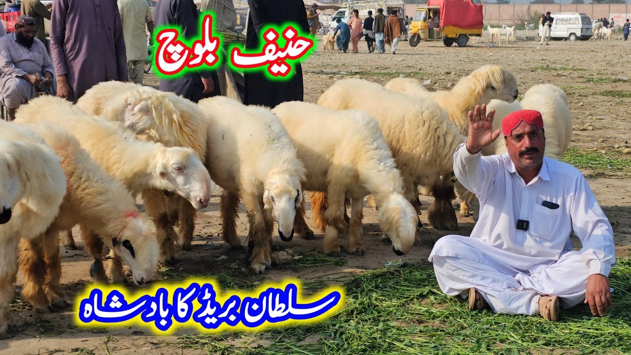 استاد حنیف بلوچ سلطان بریڈ کا بادشاہ ڈیرہ غازی خان مین سب سے زیادہ مندری بھیڑوں کا مالک 
