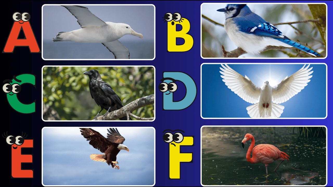 ABC Birds Song for Kids | A to Z Alphabet Birds | Learn Bird Names & Sounds for Children