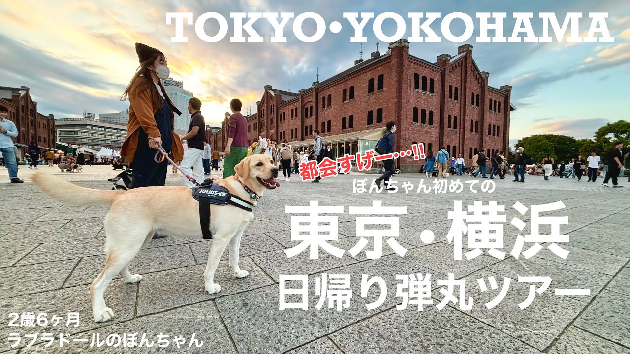 【ラブラドール#117】ぼんちゃん、初めての東京・横浜弾丸日帰りツアー！☆labrador retriever 大型犬  ラブラドールレトリバー　TOKYO YOKOHAMA