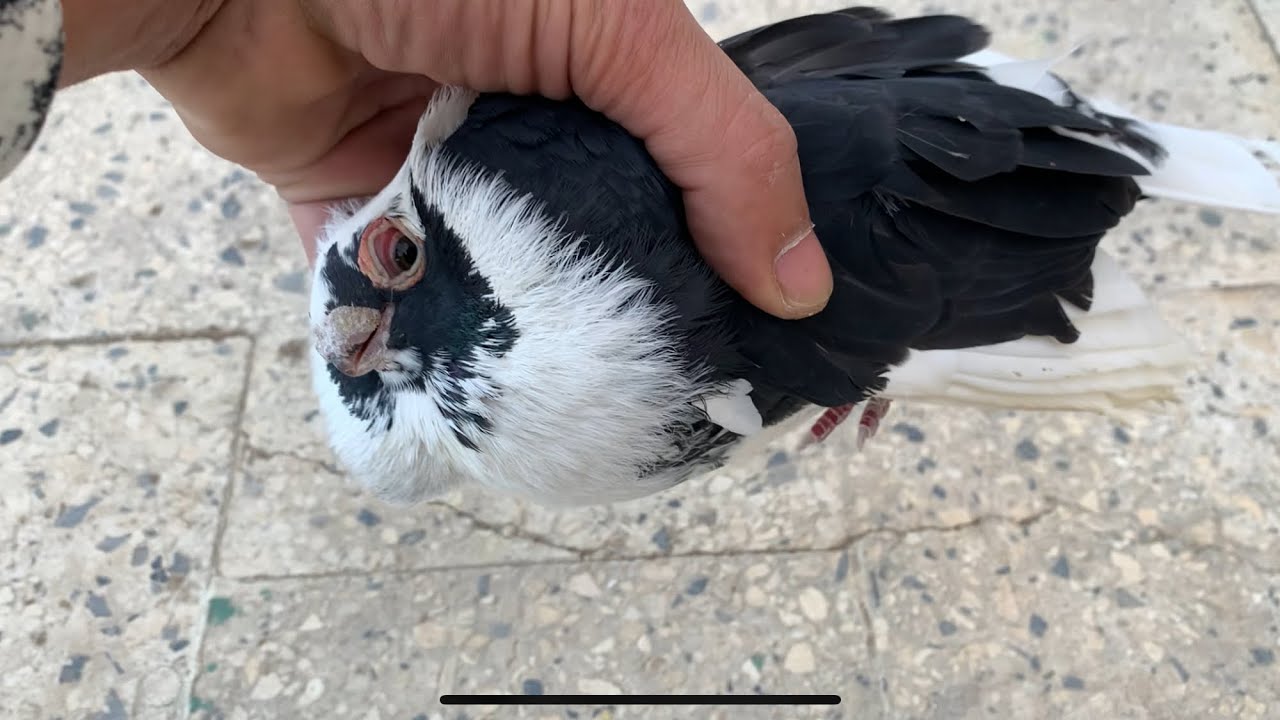 المرض دخل السلاكة موت الحمام كله هتعمل اى🥹