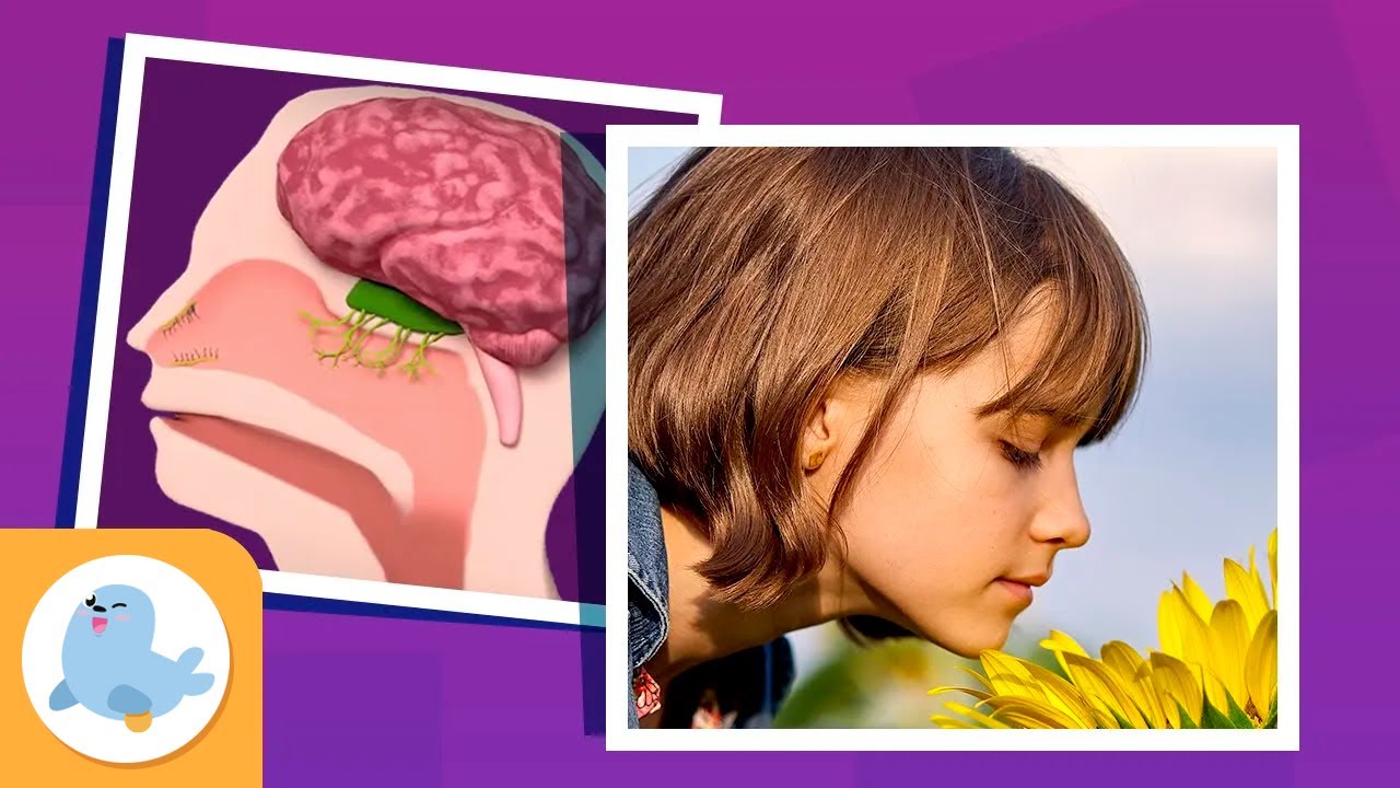 L'OLFATTO per bambini - Raccolta - Gli organi di senso