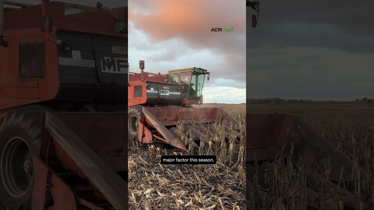 This family's corn crop 'looked sick' early on. Then it yielded 8t/ha.