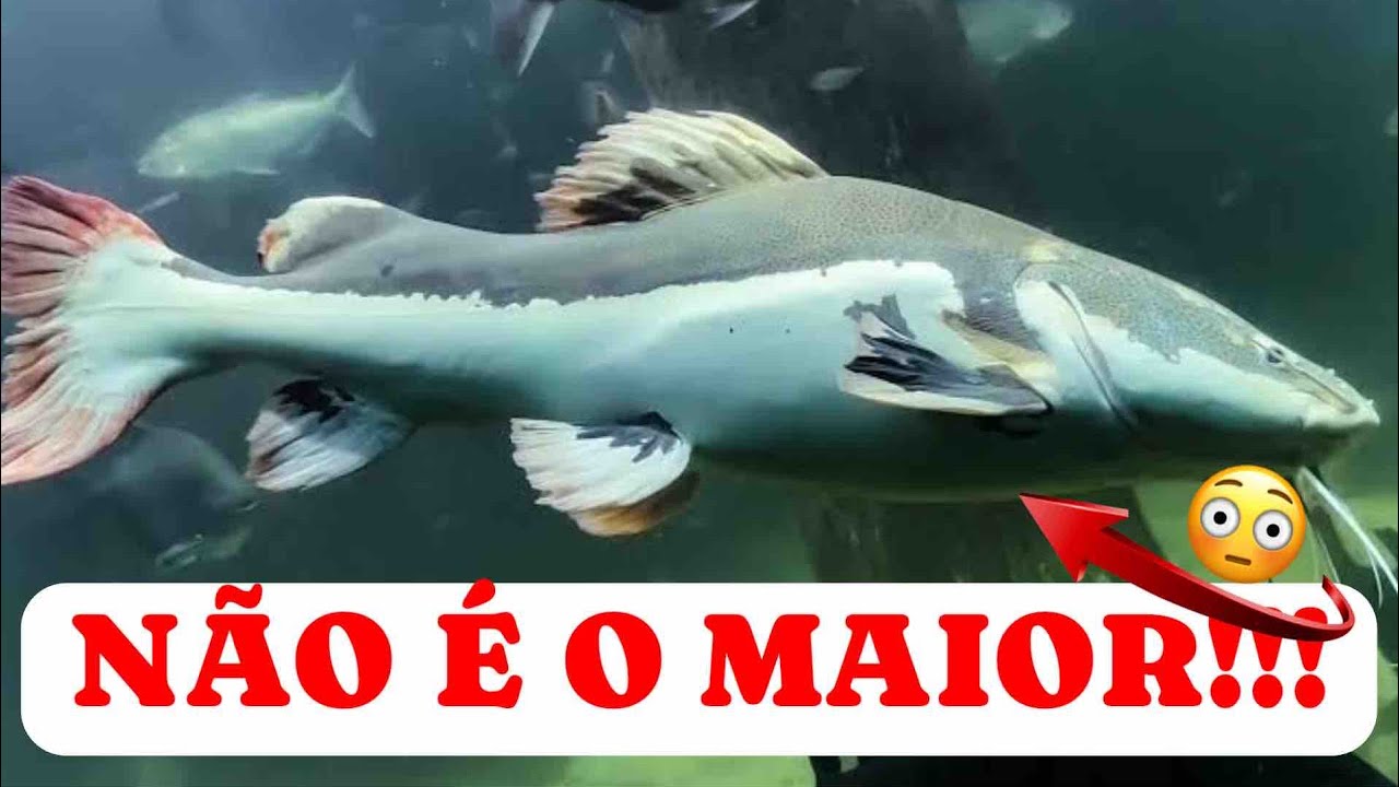 Os 10 MAIORES Peixes do Rio Amazonas! 🐟🌿