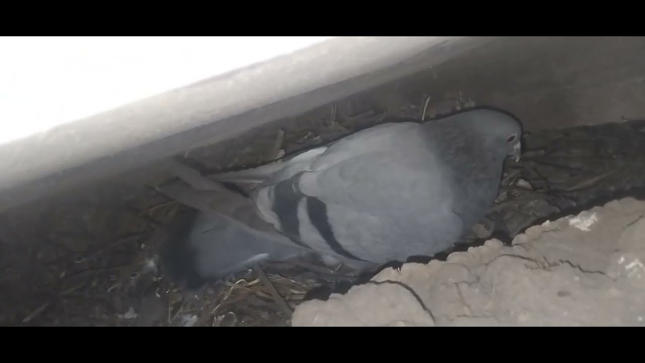 continuăm cu mâncarea la porumbei voiajori 🕊🕊