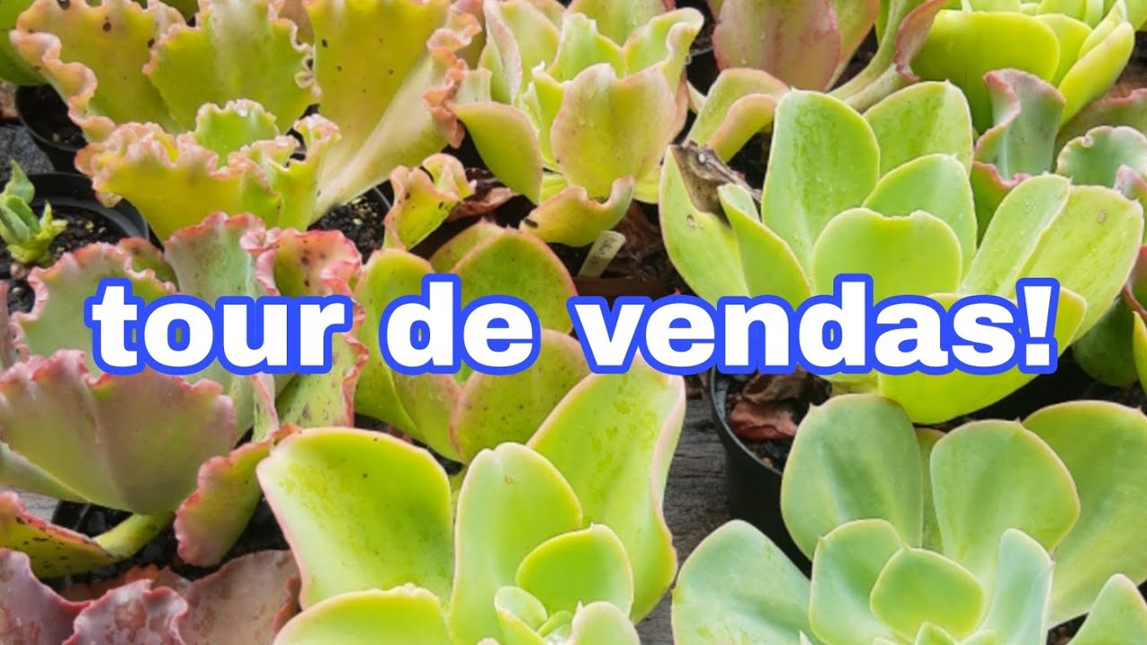 Suculentas para vendas!