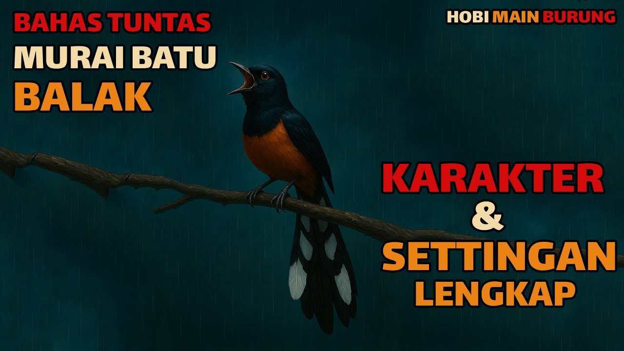 Murai Batu Balak – Sejarah, Karakter, & Rahasia Settingan Juara Lengkap !