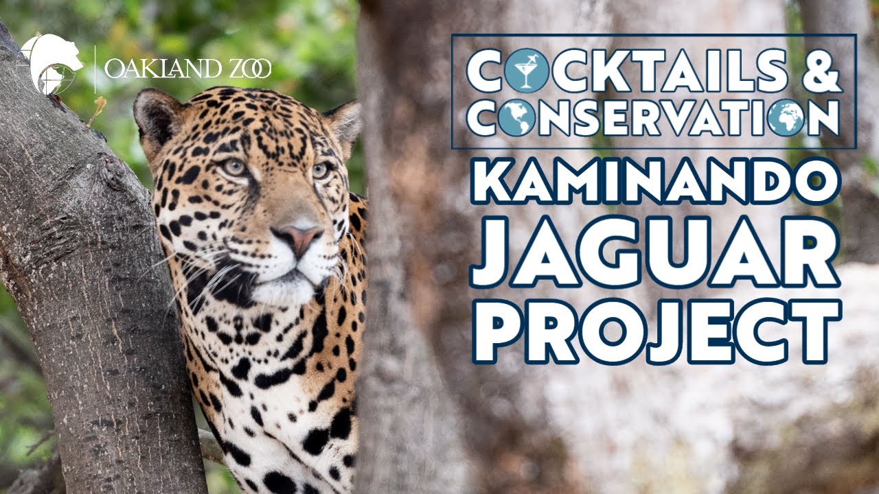 Cocktails & Conservation: Kaminando Jaguar Project