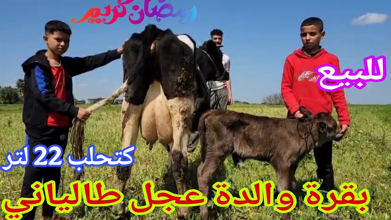 تباااارك الله💫 بقرة والدة عجل طاليانية🥇 إتصل 06.67.21.00.53📞 ألو سي عبد الرزاق نواحي الغرب 🇲🇦