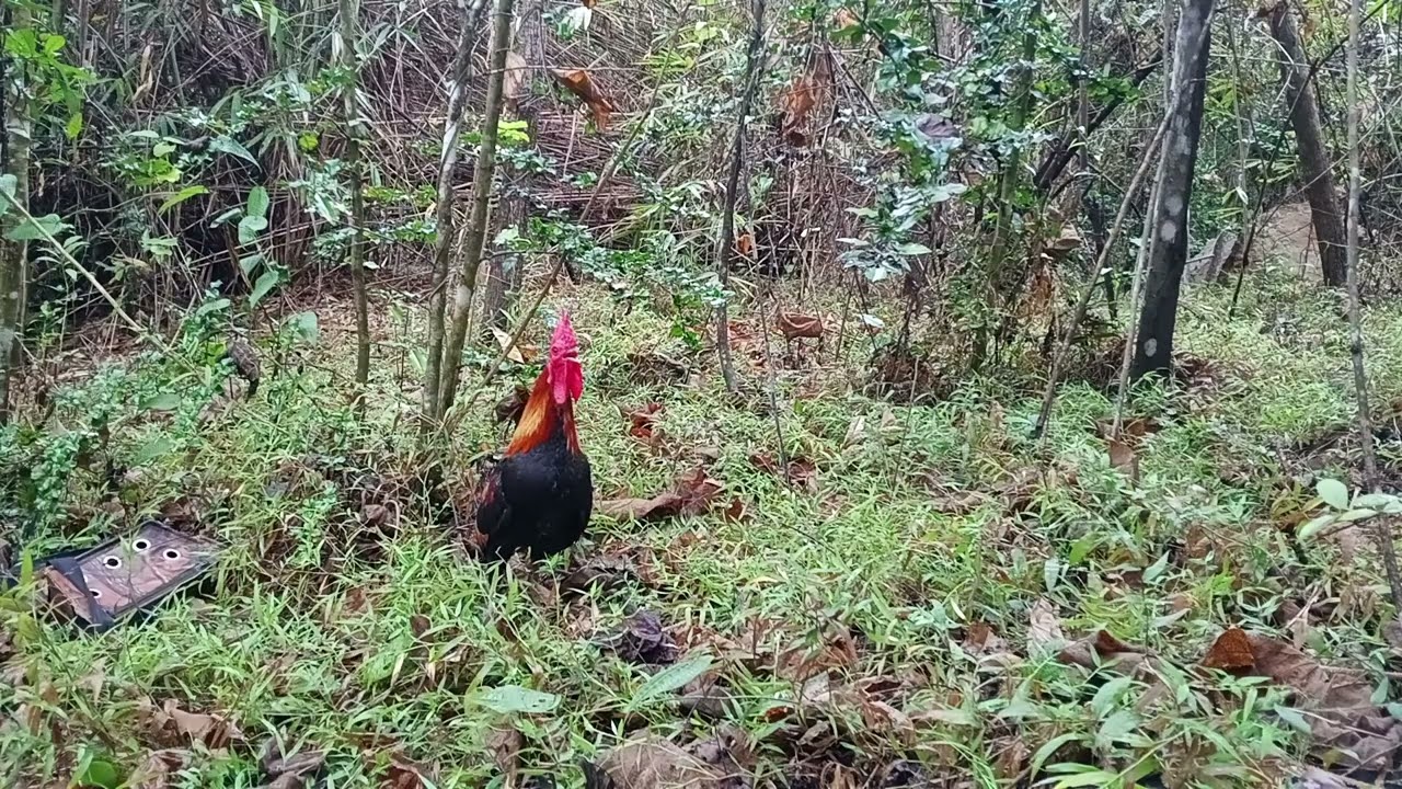 Lên rừng cùng chú gà rừng may mắn 
