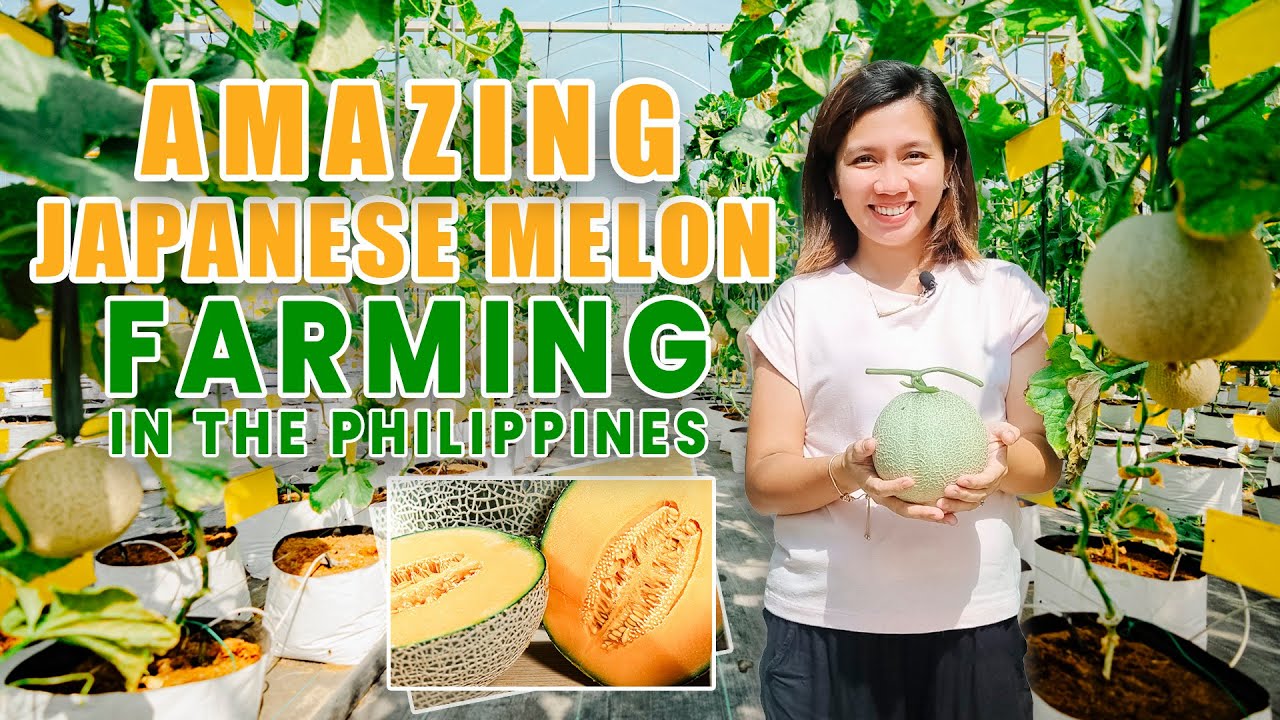 AMAZING JAPANESE MELON FARMING IN THE PHILIPPINES: AVAILABLE ALL YEAR ROUND USING SMART SYSTEM