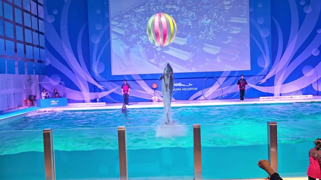 イルカショーねぶた囃子とともに、浅虫水族館