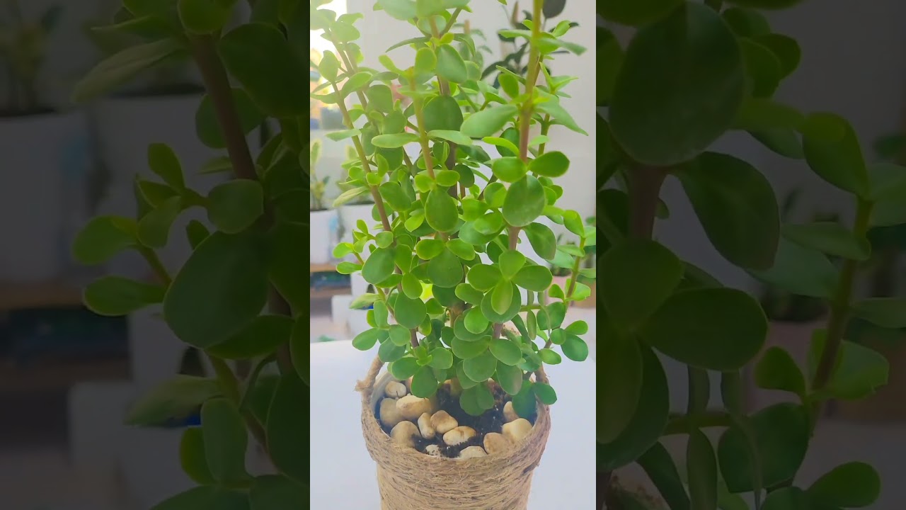 Recycled yogurt containers into planter for beautiful jade plant. 