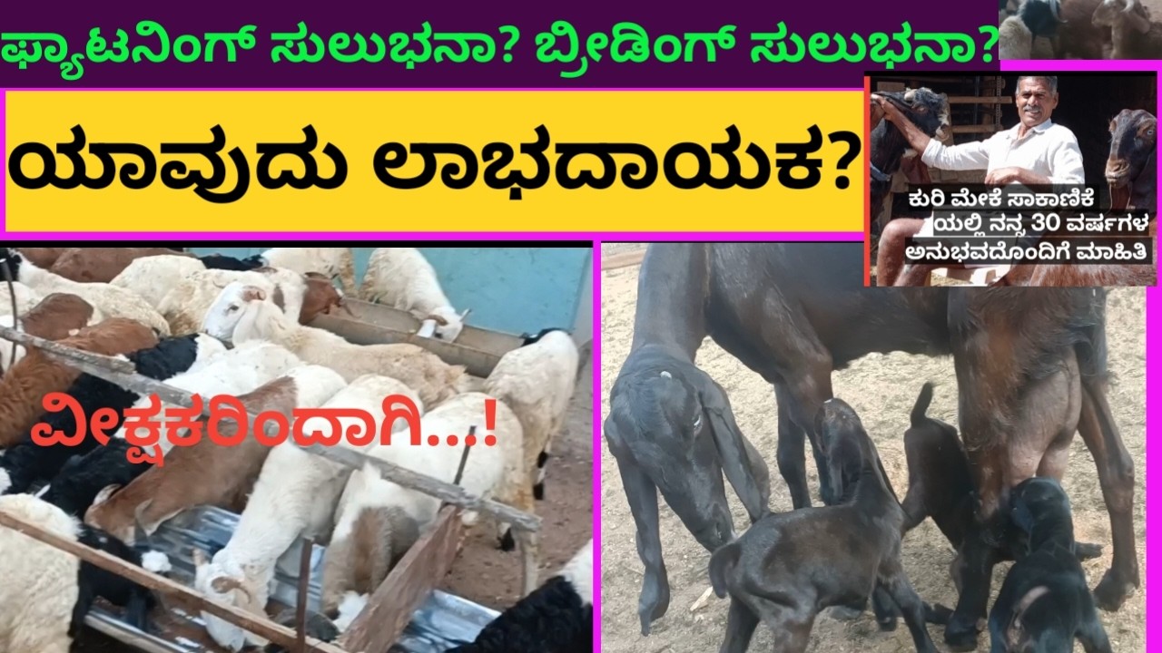 Breeding or Fattenig which is profitable?