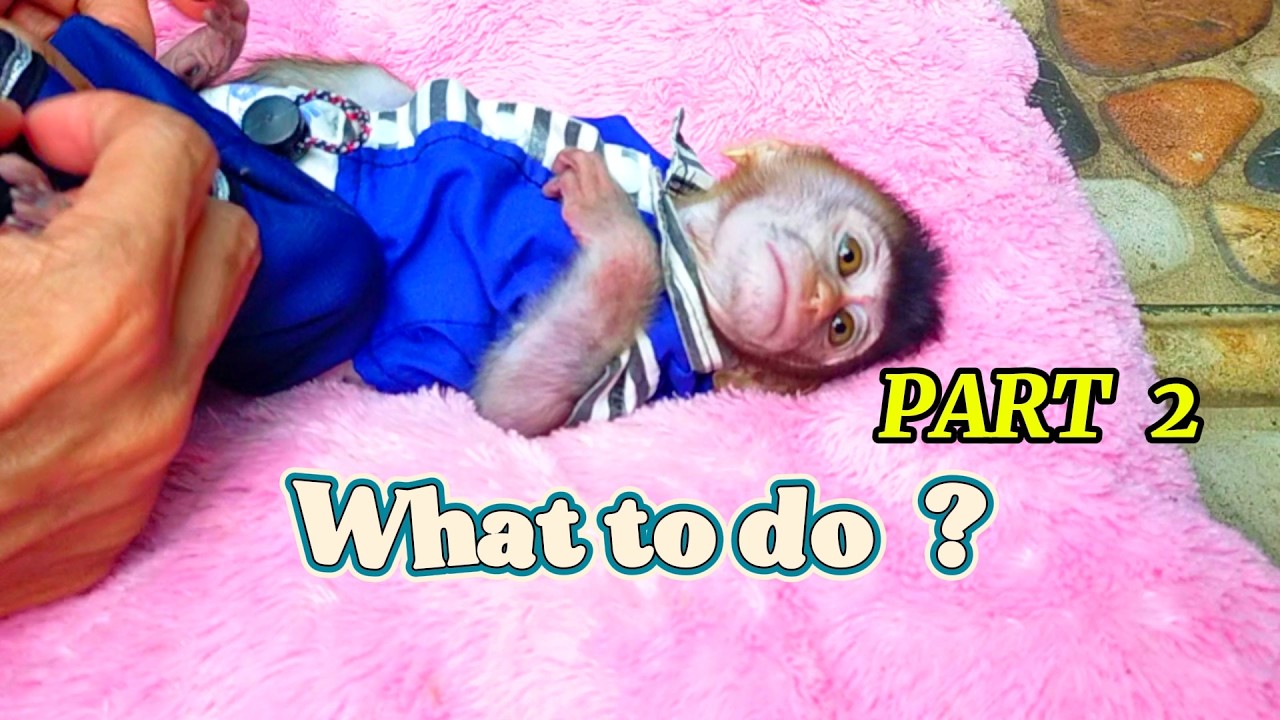 what to do ? #viral #trending #viralvideo #trend #monkey