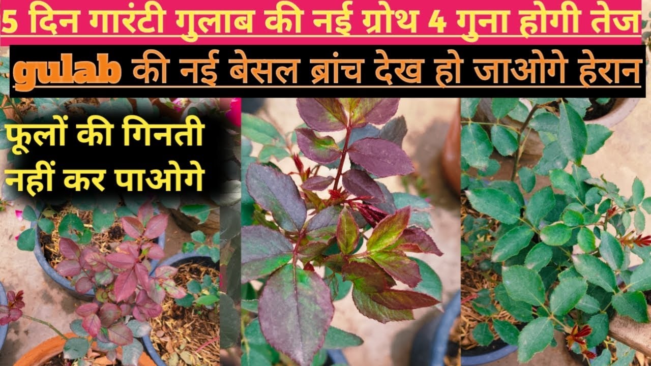 5 दिन बेजान गुलाब की नई Growth होगी 4 गुना तेज🌹बेशुमार बेसल शाखा से भर जाएगा गुलाब Rose growth 