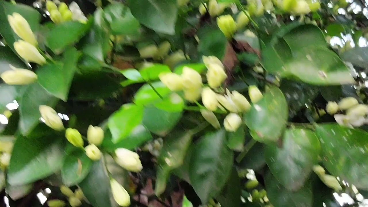 മര മുല്ല നിറയെ പൂക്കൾ ഉണ്ടായി 