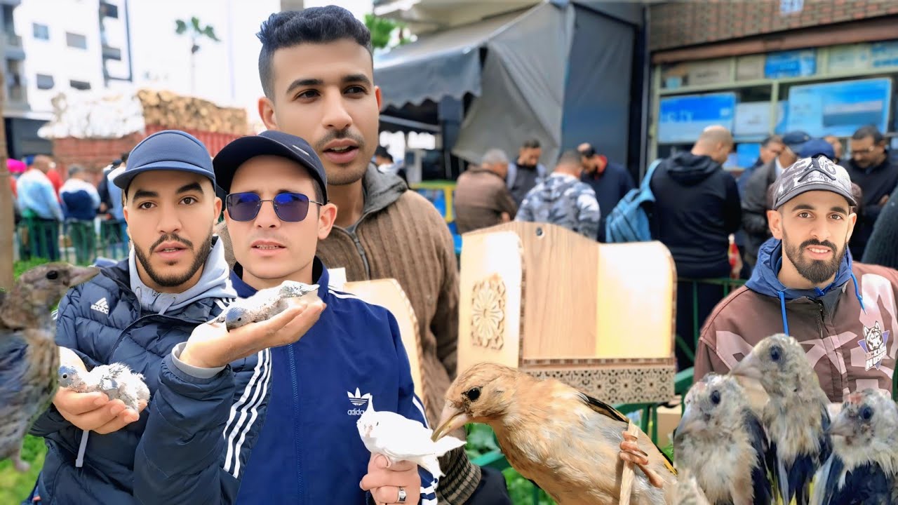 سوق القريعة للطيور والحيوانات بالدار البيضاء 🇲🇦اليوم السبت 2025/4/19 القورع فراخ الحسون الحسنيةموجود