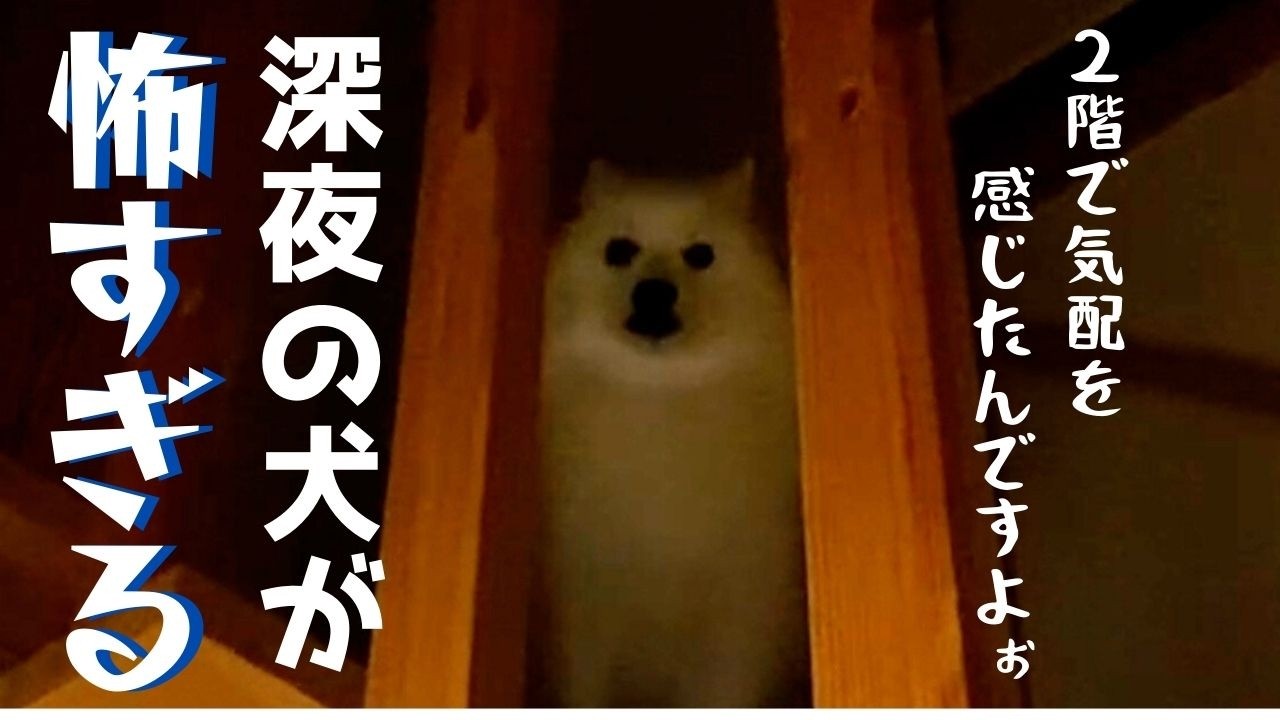 パパ不在…誰もいない2階に吠える日本スピッツ犬がホラーすぎた／絶対に安眠できない主