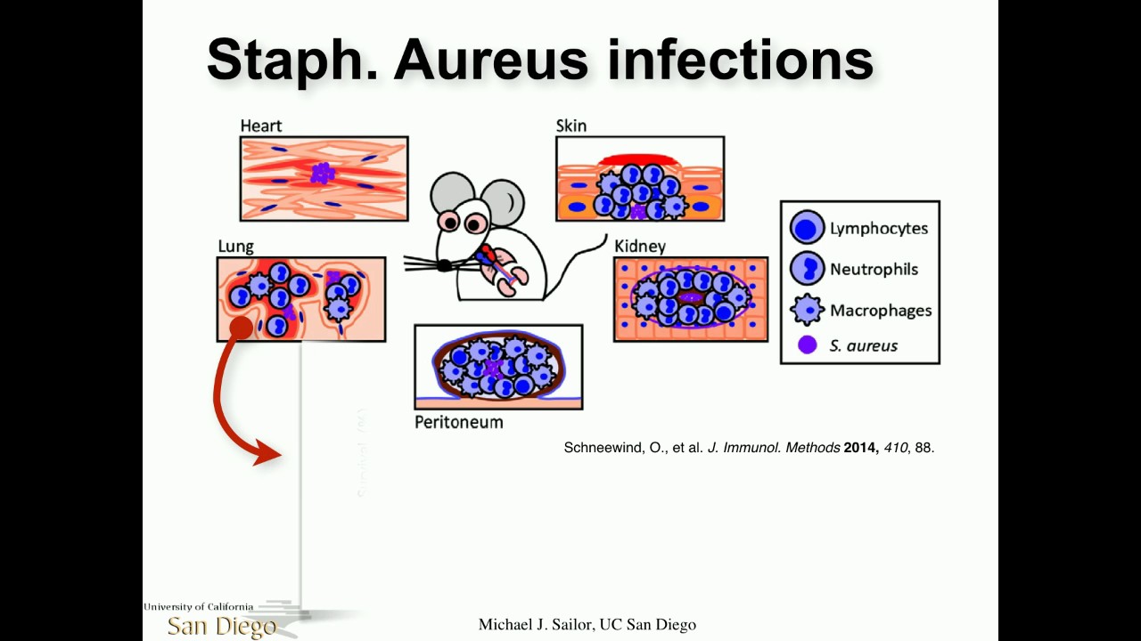 Michael J. Sailor: Porous Silicon Nanoparticles as Self-Reporting Drug Delivery Vehicles