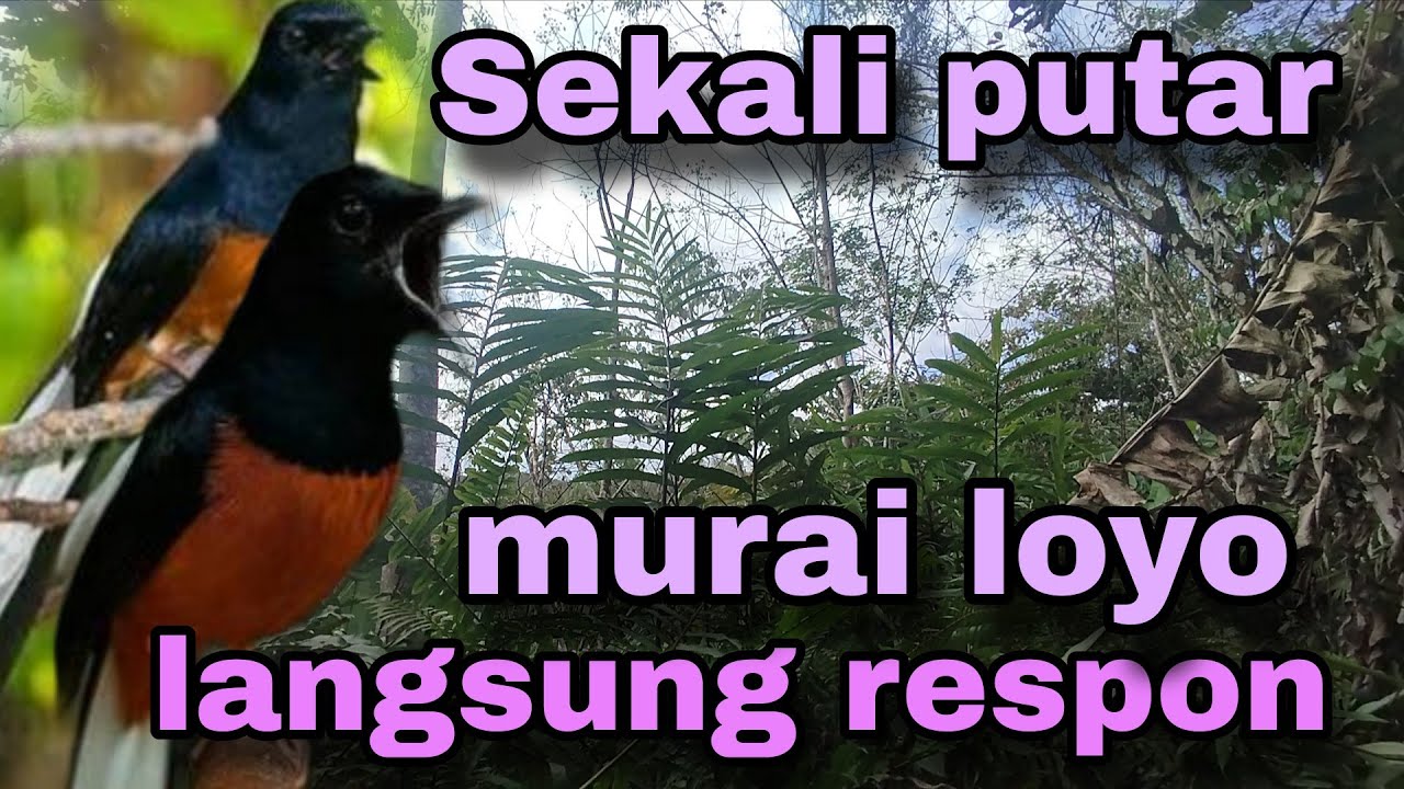 Pancingan murai batu paling ampuh meningkatkan emosi tinggi