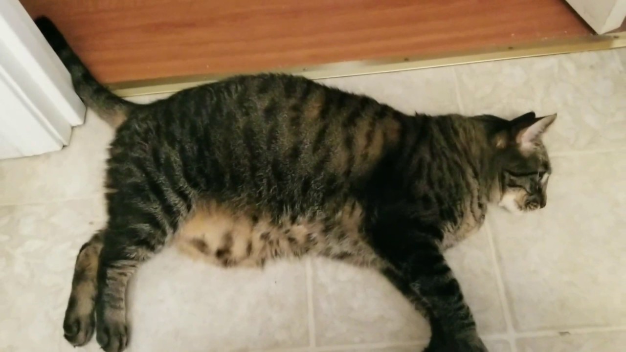 Is my cat too fat?