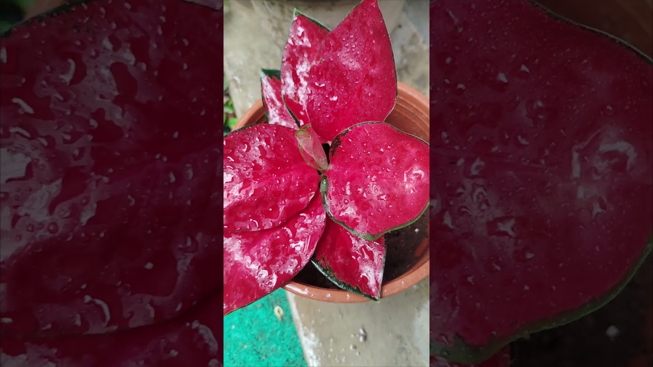 Aglonema red &hearts;️🌱🌿 #flower #garden #gardenplants #nature #aglonema #aglonima #plants