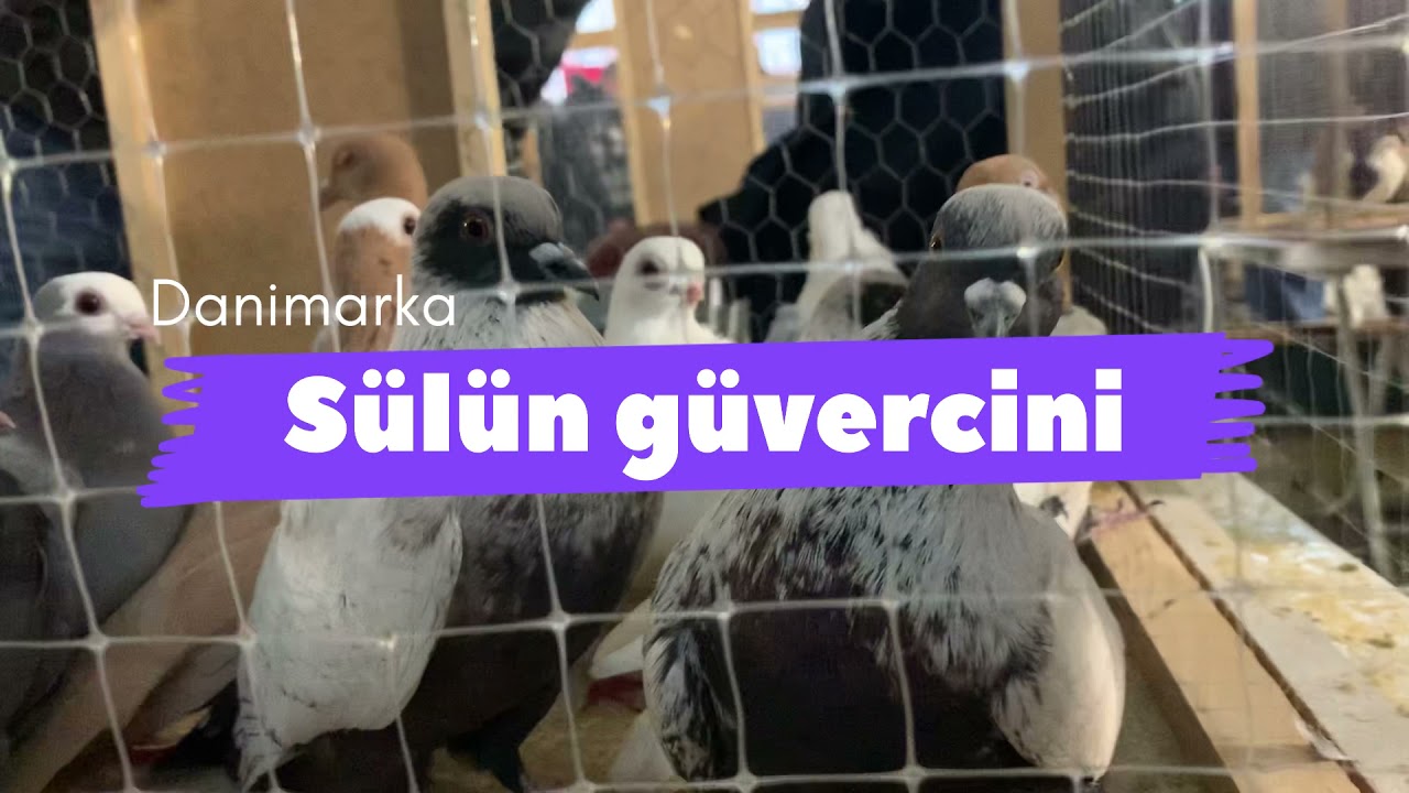 Tekirdağ Çorlu kanatlılar festivali