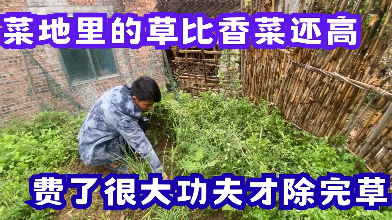 早上仍然细雨绵绵，很久没出现云海了，景象特别壮观，由于路太滑了，今天就不搬石头和泥土了，打算去菜园里面把草给除干净！