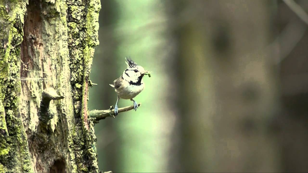kuifmees, European Crested Tit, Parus cristatus