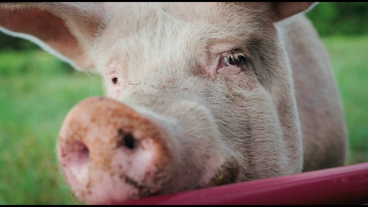 Darrowby Farm Sanctuary: Who we are