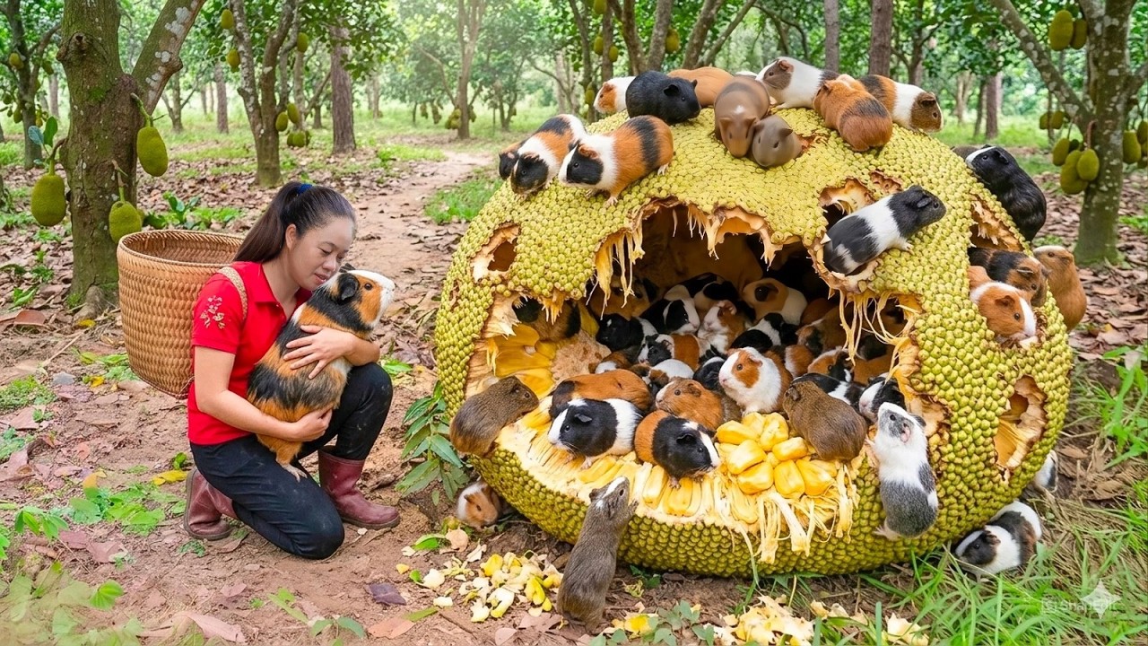 Harvest 1000+ Forest Guinea Pigs Inside Jackfruit & Go to Market Sell How to Trap Guinea Pigs Unique