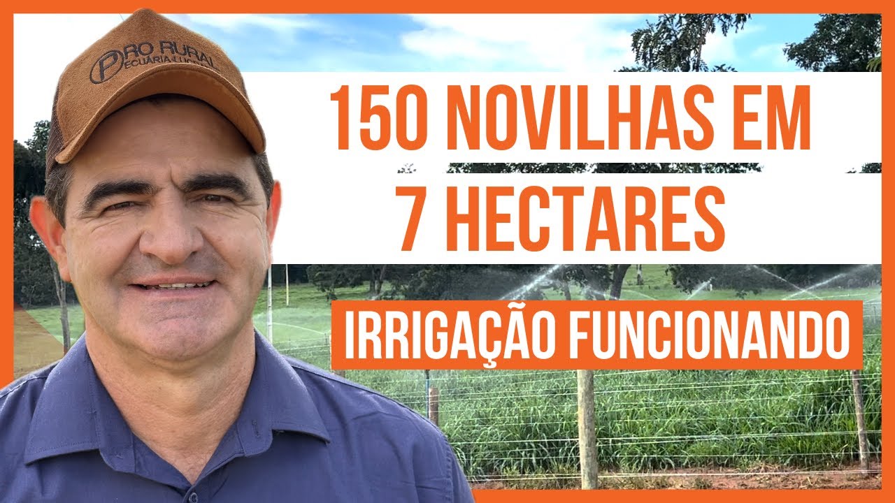 150 NOVILHAS EM 7 HECTARES - PROJETO ROTACIONADO ADUBADO E IRRIGADO