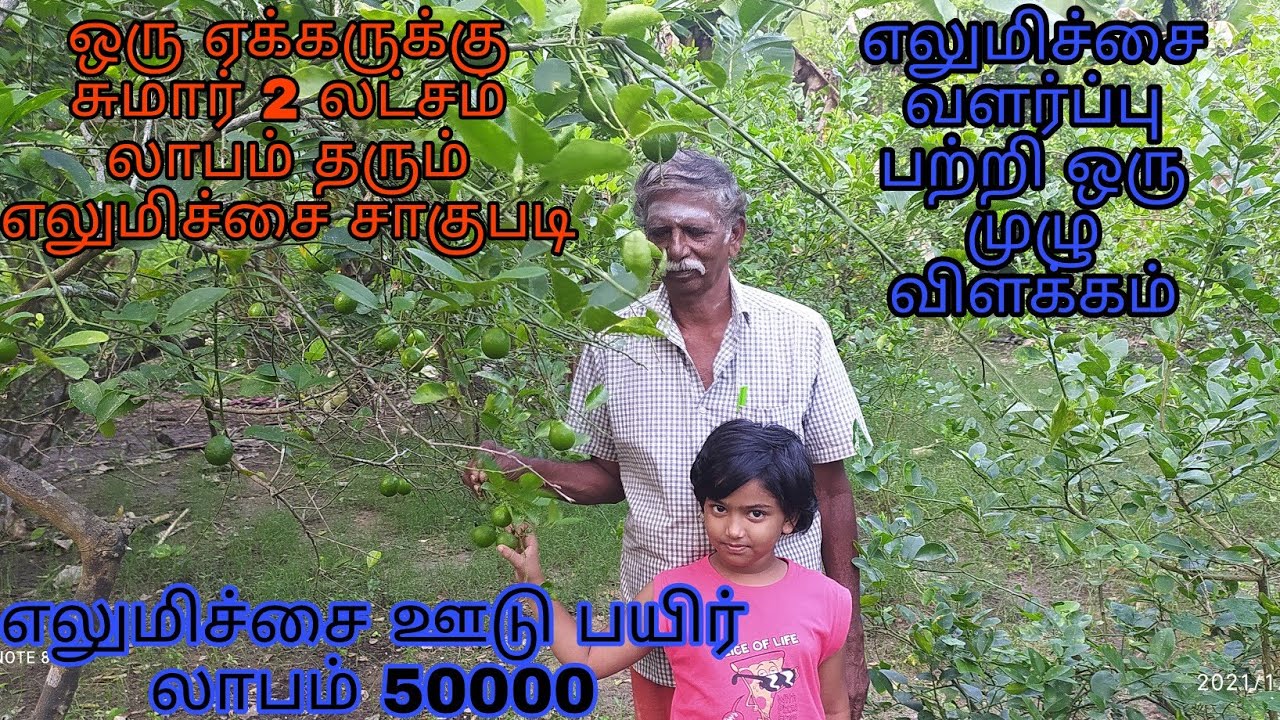 எலுமிச்சை சாகுபடி || Lemon cultivation|| தமிழ்