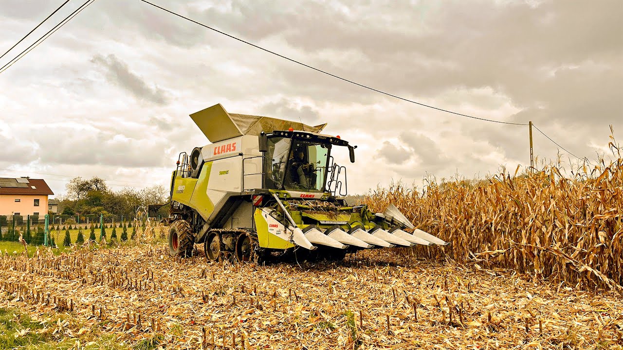 KUKURYDZA NA ZIARNO 2024 Z CLAAS'Ą ✔17 TON/HA ?!✔ CLAAS TRION 650 TT☆ GR KABIESZ☆P.H.U GLAJCAR |4k|