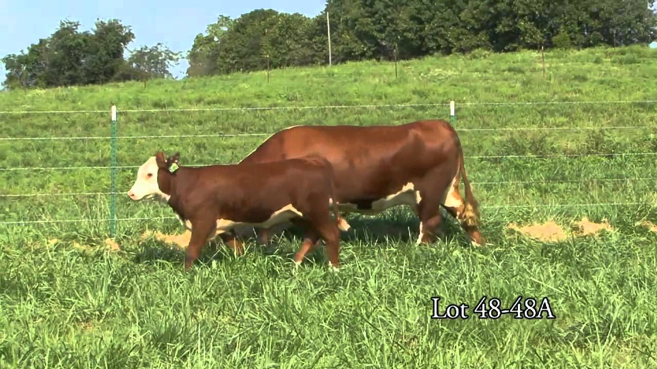 Journagan: Lot 48 and 48A