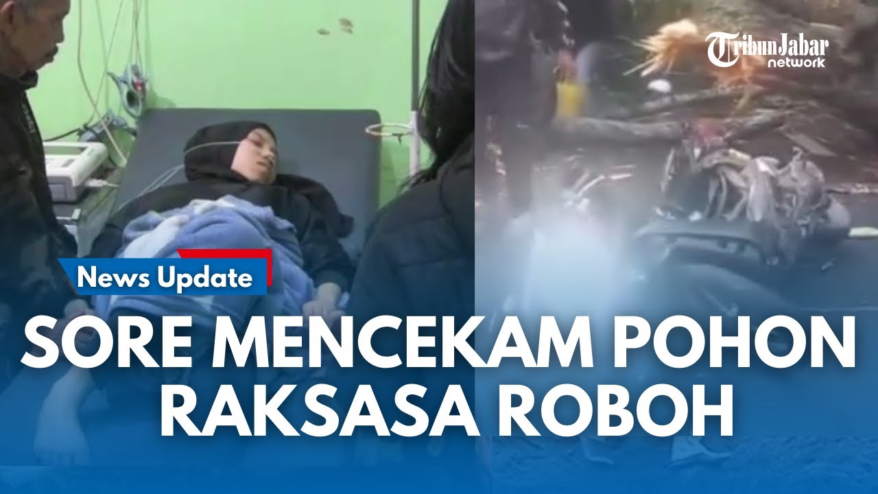 KRONOLOGI Dua Pemotor Selamat dari Maut dari Pohon Raksasa Tumbang di Subang