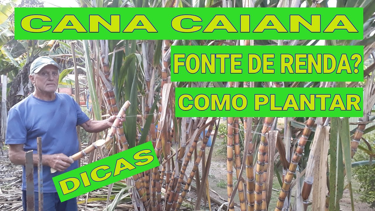 PLANTA&Ccedil;&Atilde;O DE CANA CAIANA - DICAS