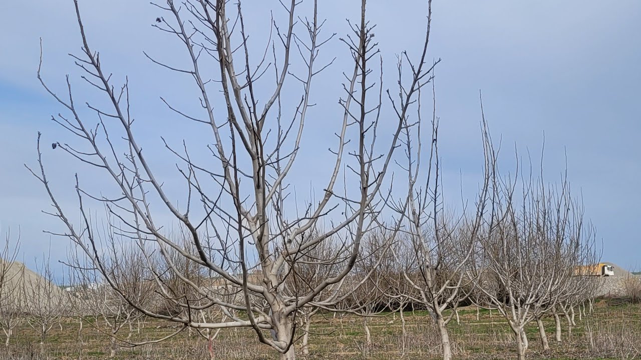 308- Cevizde, Lampinen Budamama (No Pruning)  Yöntemi Her Bahçede Uygulanabilir mi?