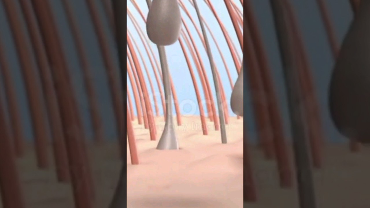 Hair Follicle Cycles - Telogen Phase #hairtransplant #shorts