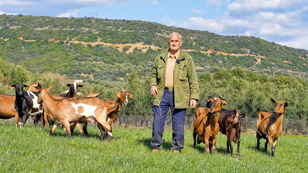 Ο μπάρμπα Παναγιώτης με τις γίδες του - Η ζωή στο χωριό | Greek Village Life