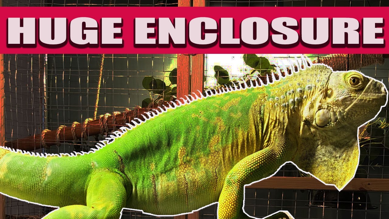 ОГРОМНАЯ клетка для игуаны — самодельная клетка для рептилий для начинающих