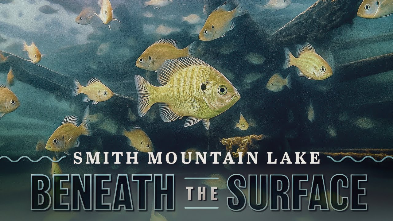 Smith Mountain Lake Fish Habitat
