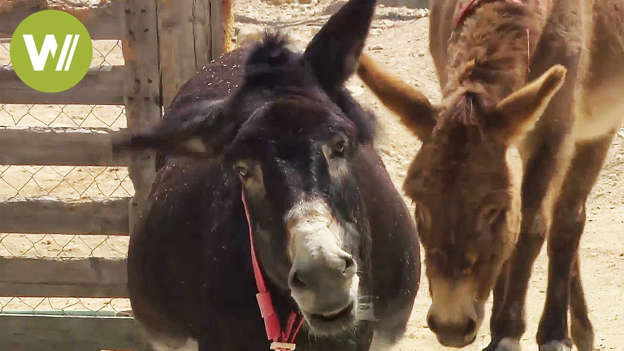 Smart Donkeys - Formerly an indispensable working animal (animal documentary in HD)