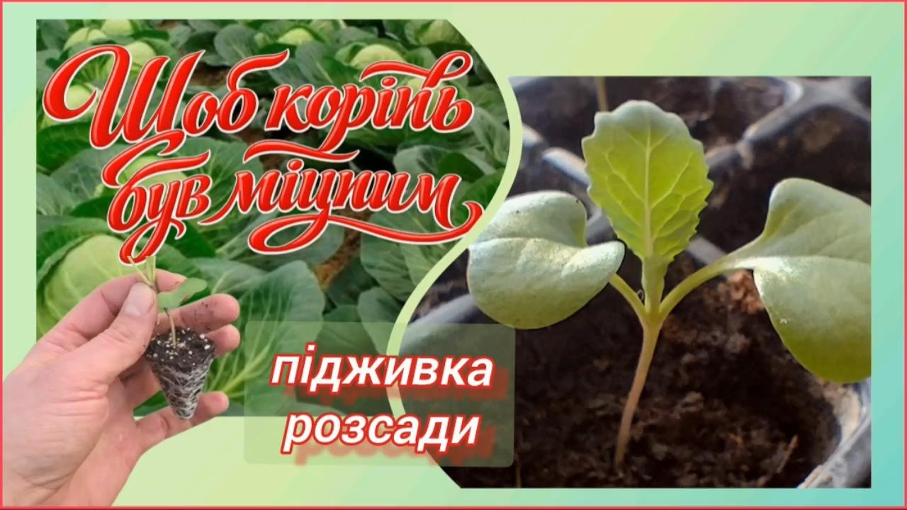 Підживлення розсади, щоб був міцний корінь @vsiogo_potroshku_u_seli