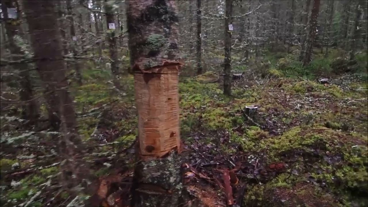 Koealat, osa 9B: justiinsa ensiharvennettua kuusikkoa, harvennustapojen vertailu