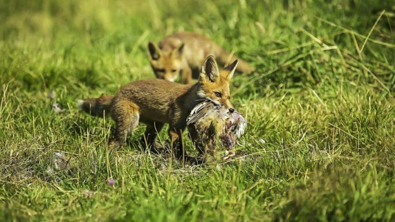 Reclamo ZORRO muy largo y EFECTIVO (chilla conejo)