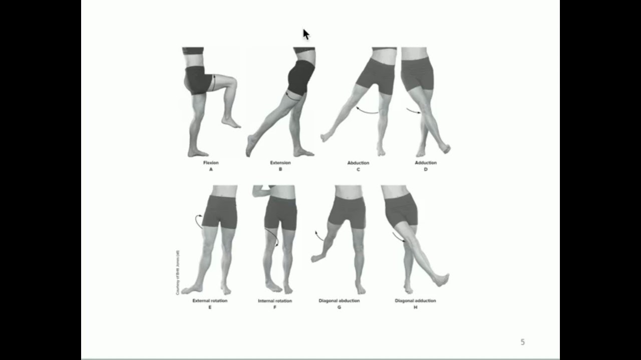 KINE 3135: The Hip Joint