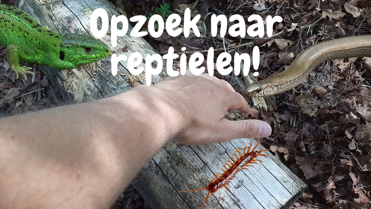 Reptielen in Nederland! Zijn Ze Te Vinden?