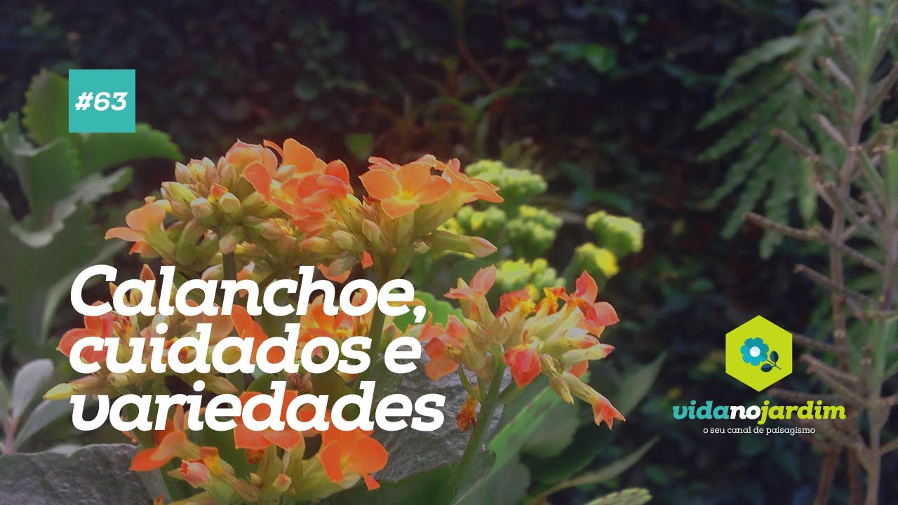 Calanchoe, cuidados e variedades ( Kalanchoe )