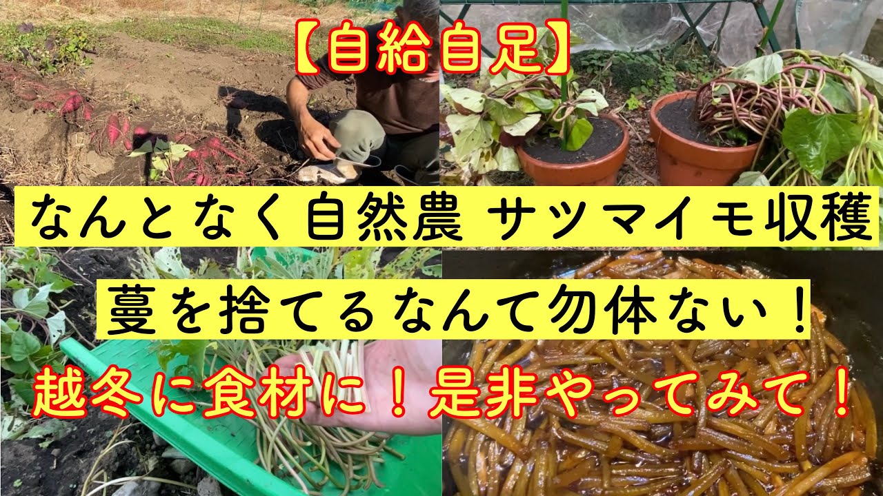 【めざせ自給自足】　なんとなく自然農 サツマイモ収穫　蔓を捨てるなんて勿体ない！　越冬はもちろん今年は初めて食べてみたよ〜